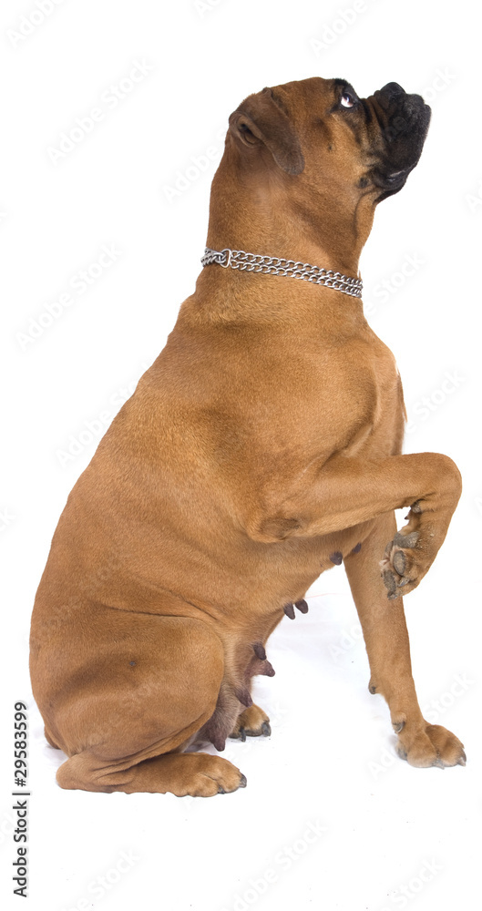 Obraz premium chien boxer femelle obéissante