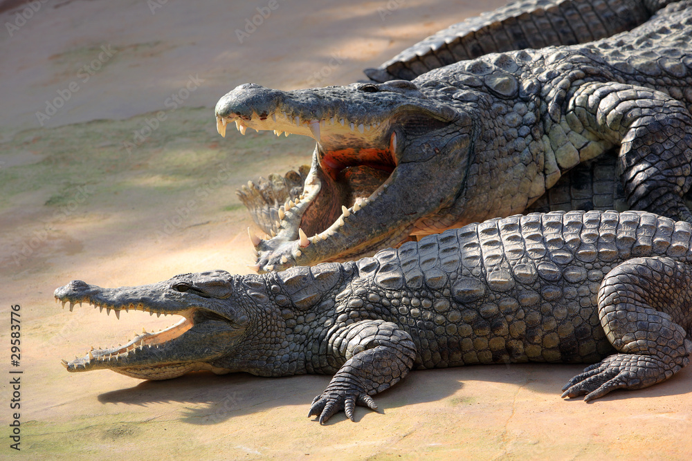 Obraz premium Nile crocodile