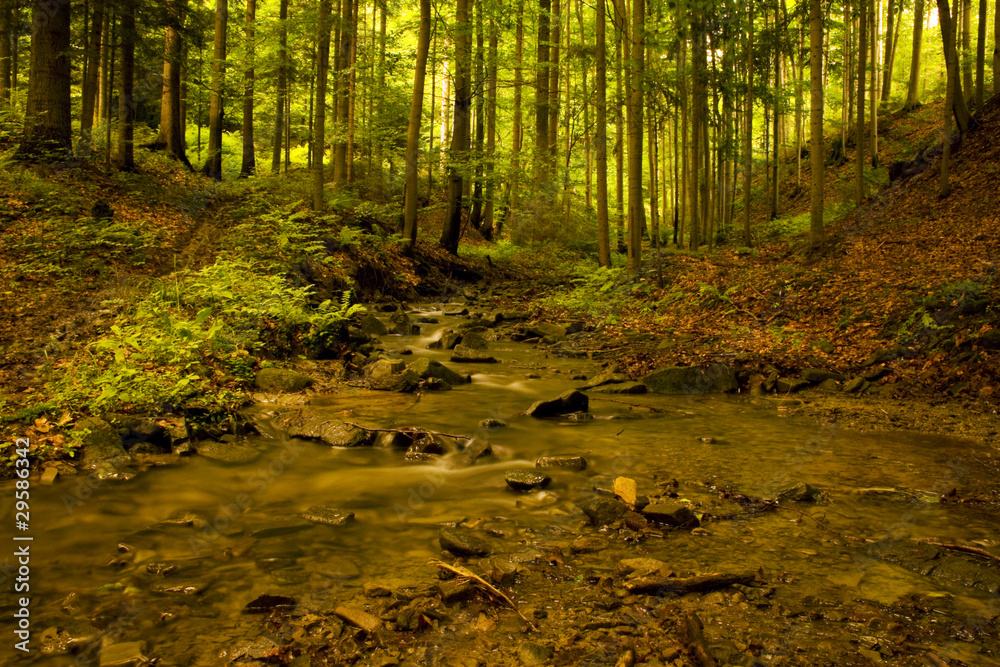Fototapeta premium Potok w polskich górach Beskidach