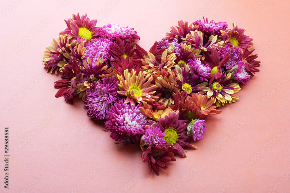 Heart from colorful asters.