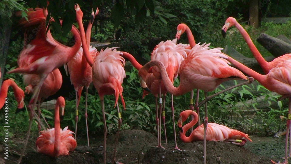 American Flamingo Mating Ritual 02