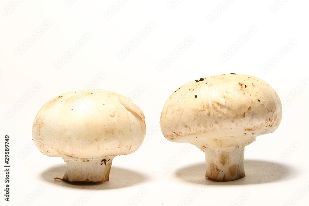 champignon champignon