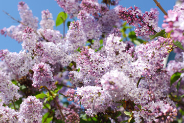 Papier peint photo Lilas Délicat lilas rose au printemps  © yellowj