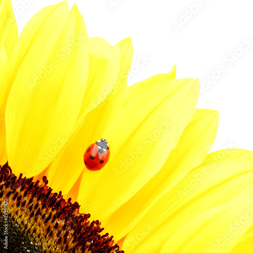 ladybug on sunflower