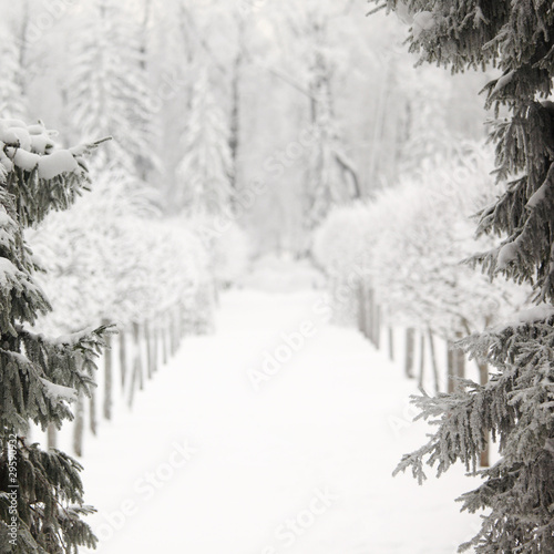 winter trees