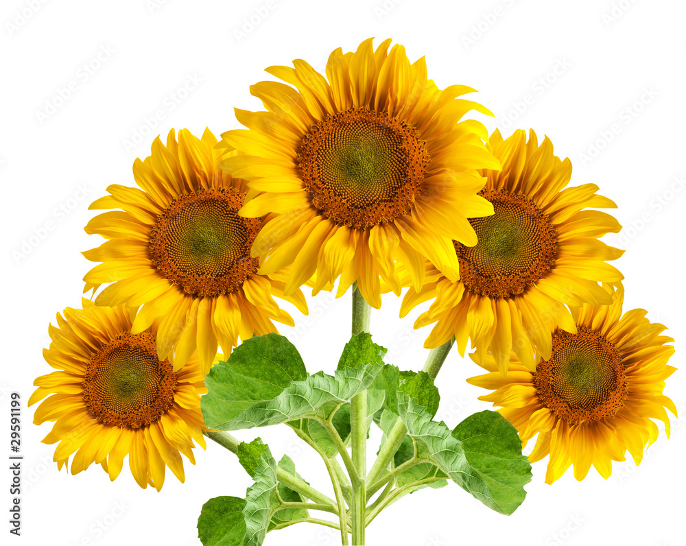 Obraz premium The beautiful sunflower