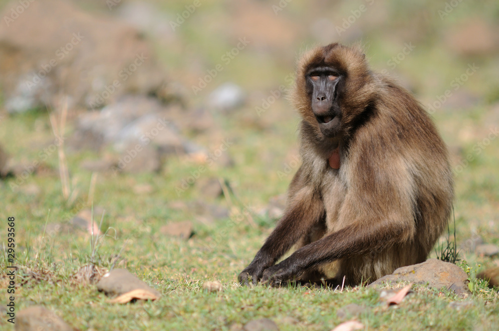 Gelada, Theropithecus gelada, Gelada Baboon eating grass