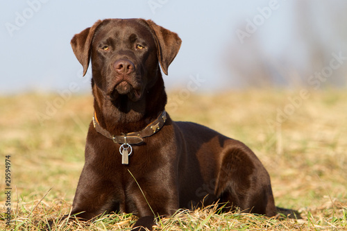 brauner Labrador