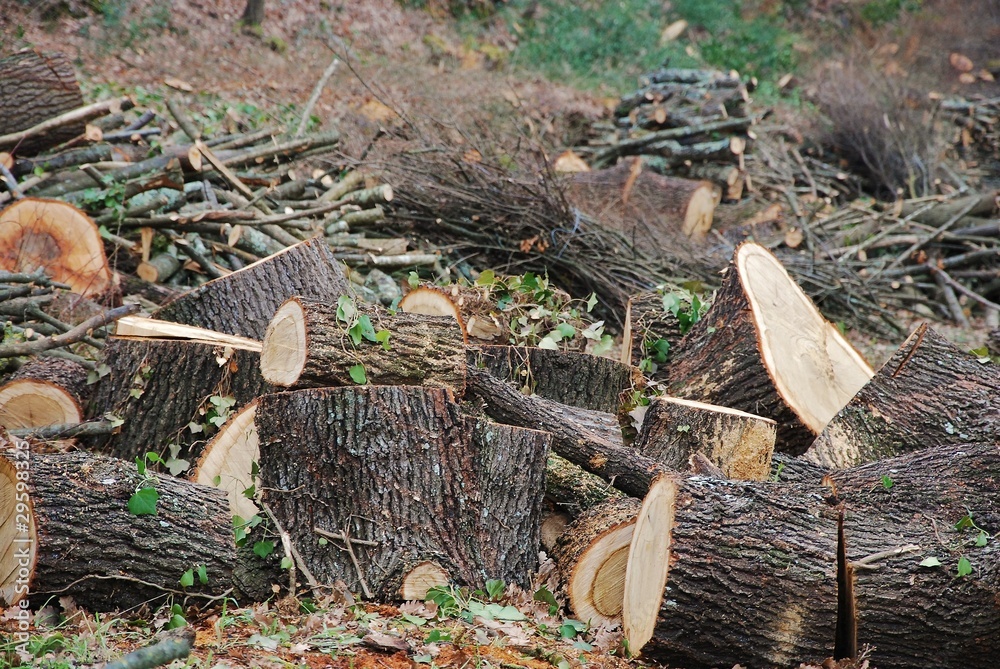 Foto Stock disboscamento Adobe Stock