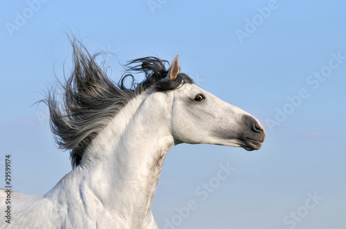 white horse on sky background