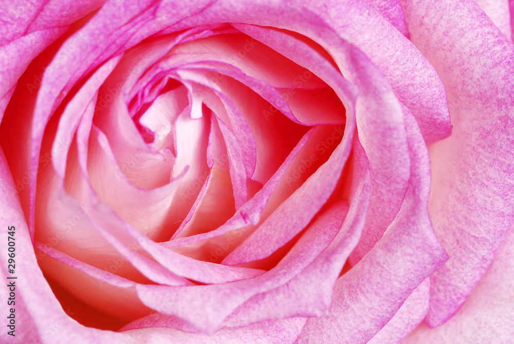 rose rose