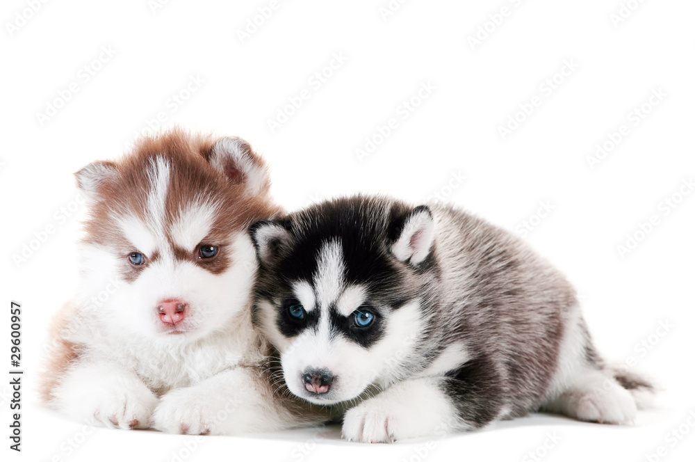 Two Siberian husky puppy isolated Two Siberian husky puppy isolated