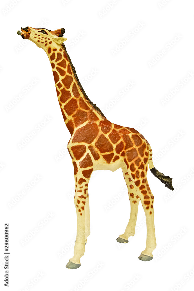 Isolated Giraffe on white background