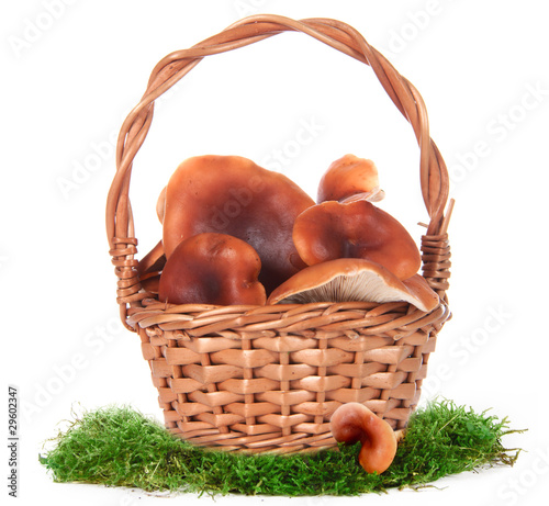 The image of a basket with the mushrooms, isolated, on a white b