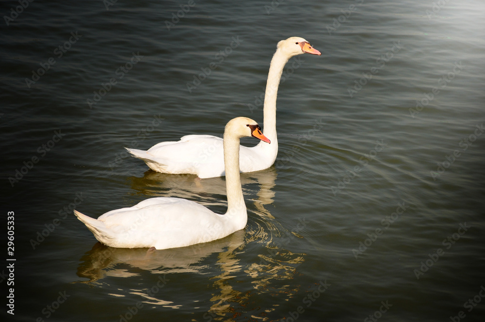 Fototapeta premium swan