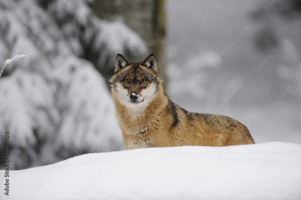 Naklejka premium Wolf im Schnee