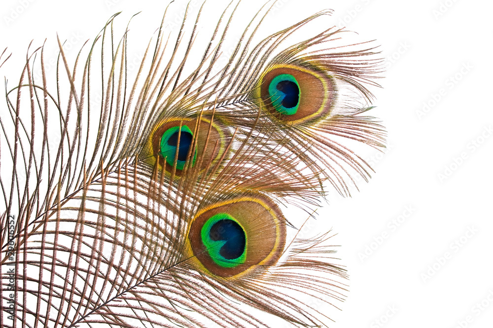 Obraz premium Peacock feather