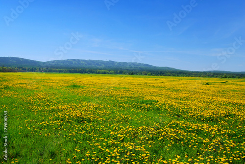 Dandelion meadow