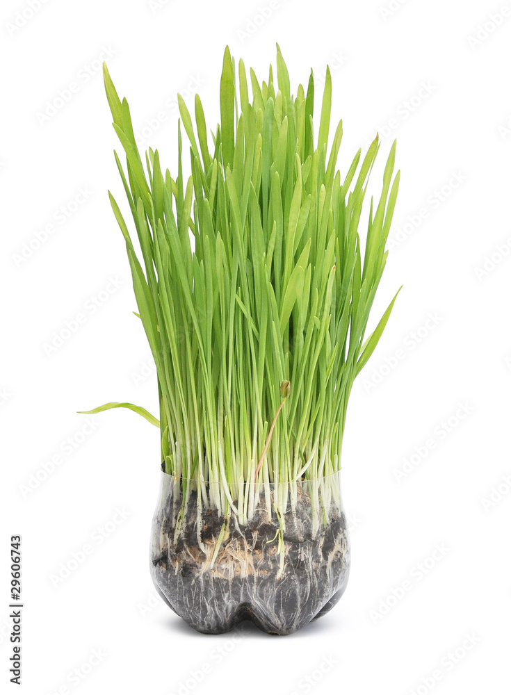 Obraz premium green grass