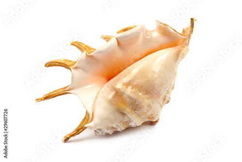 Seashell With Spines