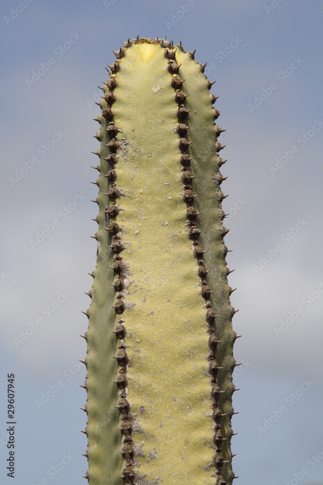 Naklejka premium Kanaren- Wolfsmilch,Gran Canaria