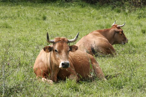 Vacas 2 © Enrique G. Cárdenas