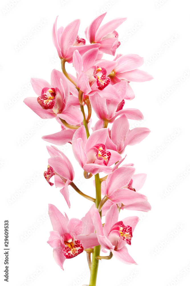 Naklejka premium Orchid isolated on white background