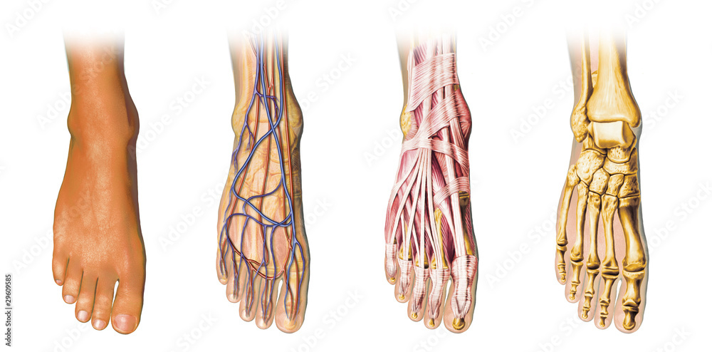 Human foot anatomy cross sections - obrazy, fototapety, plakaty 