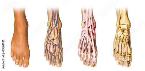 Human foot anatomy cross sections photo