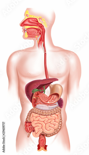 Human digestive system cross section photo