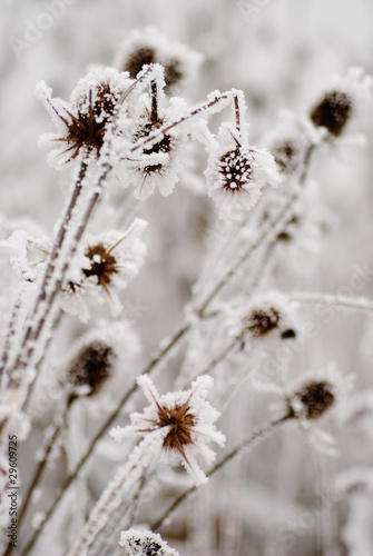 Bur on the frost © oksix
