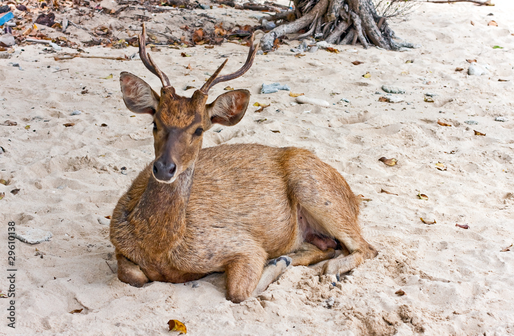 Deer on sand