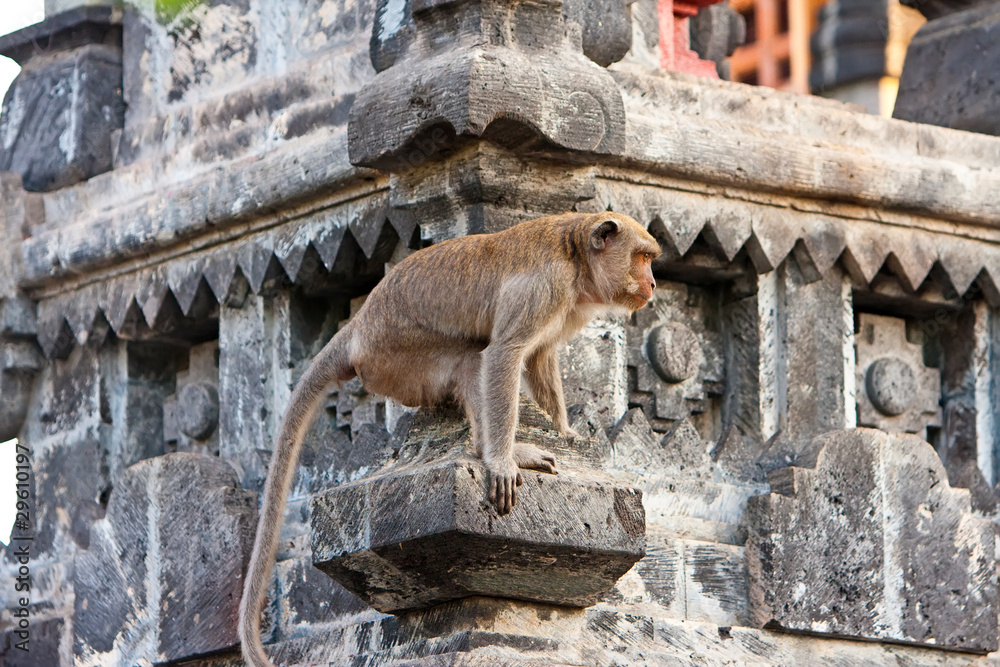 Bali,Indonesia. Monkeys in temple.