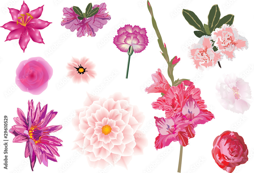 beautiful pink flowers set