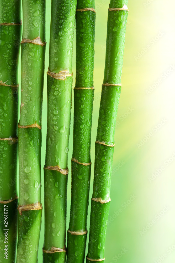 bamboo background bamboo background