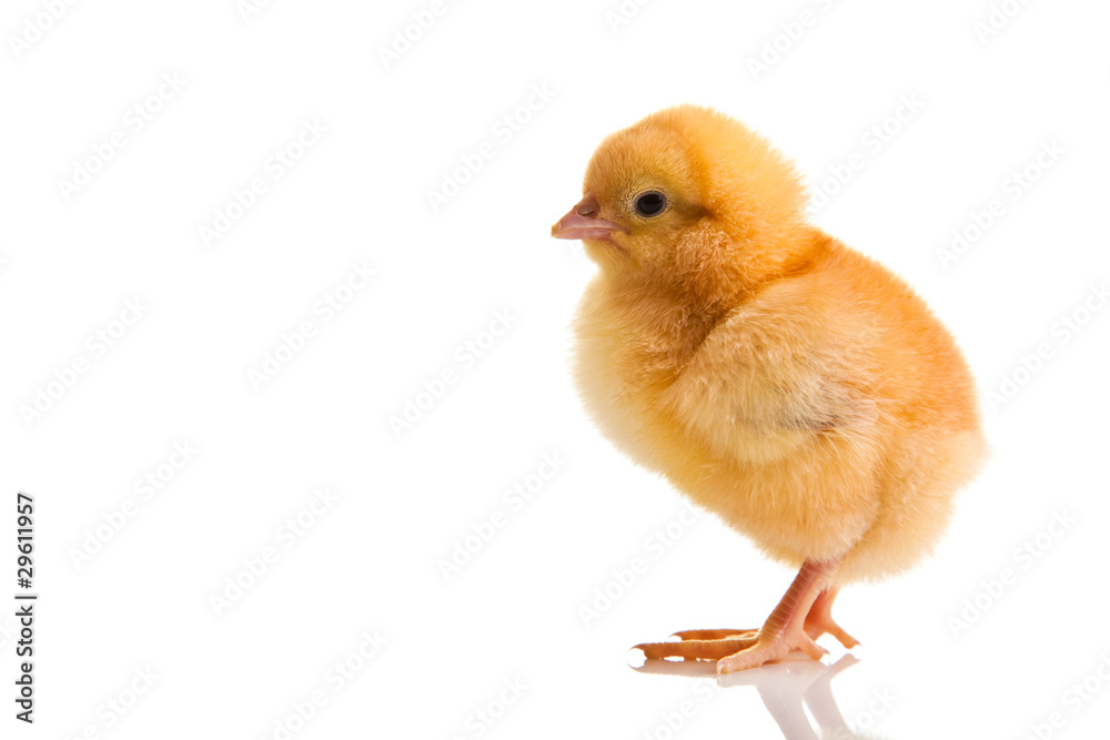 Little chicken animal isolated on white Little chicken animal isolated on white