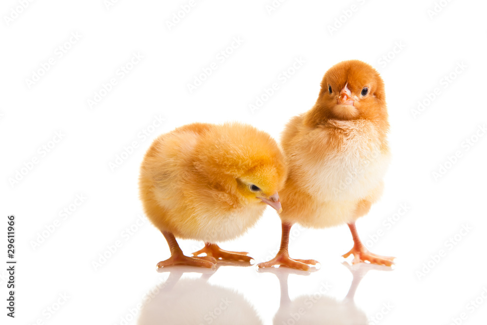Fototapeta premium Little chicken animal isolated on white