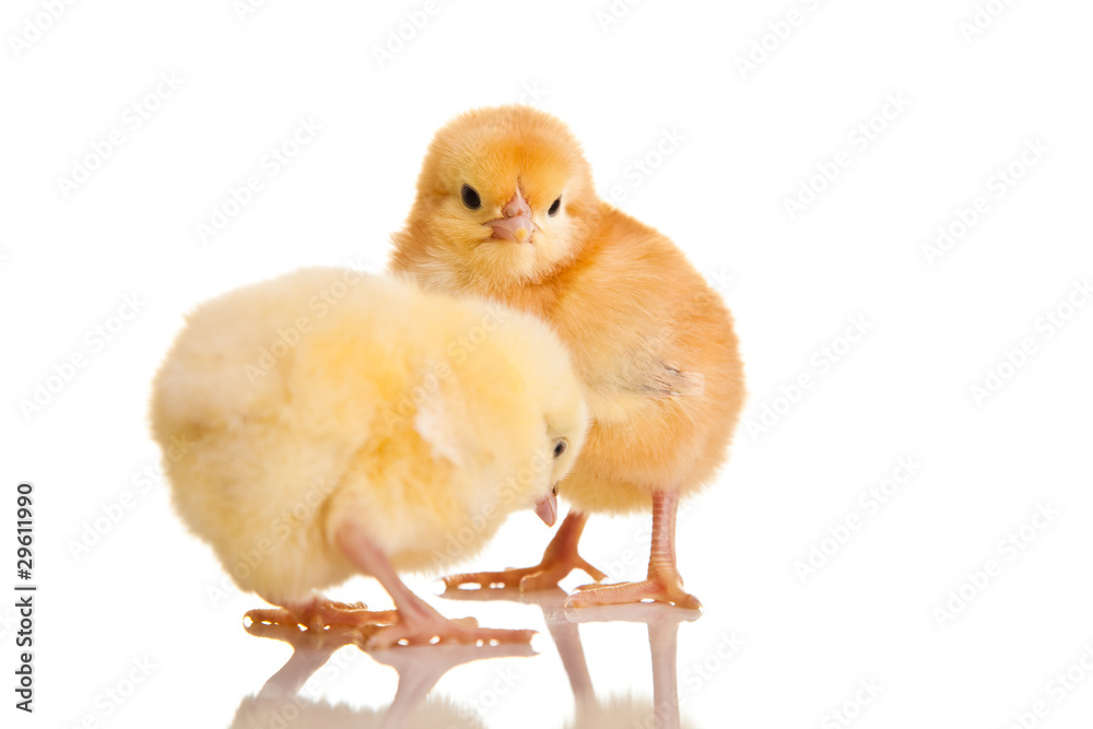 Obraz premium Little chicken animal isolated on white