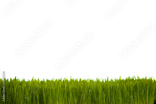 Fresh green grass on white isolated background