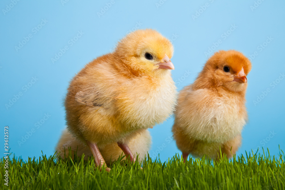 Easter eggs and chickens on green grass on blue background Easter eggs and chickens on green grass on blue background