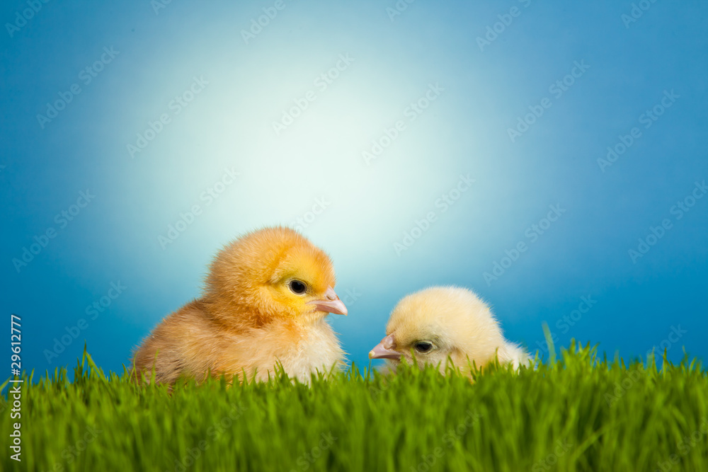 Easter eggs and chickens on green grass on blue background Easter eggs and chickens on green grass on blue background