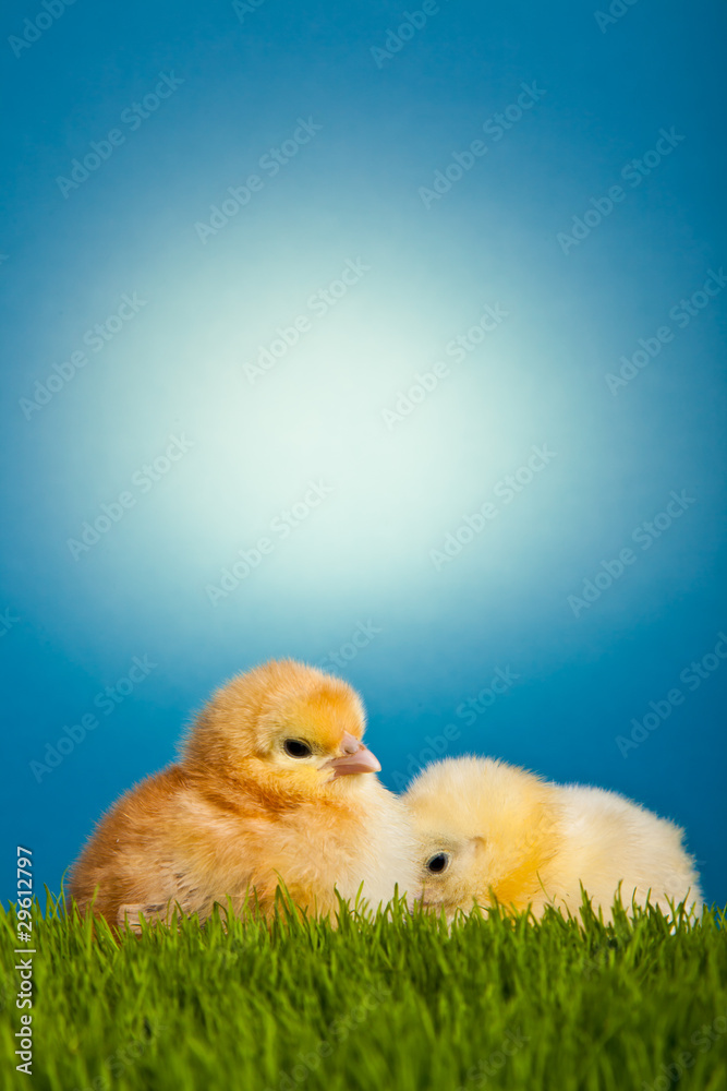 Easter eggs and chickens on green grass on blue background