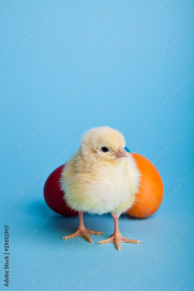 Easter eggs and chickens on blue background