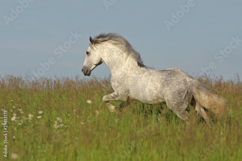 White horse galloping on the green meadow