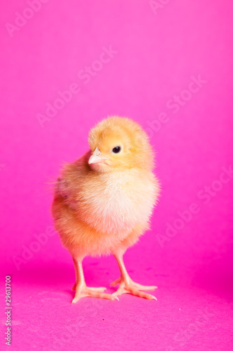 Easter chickens on pink background
