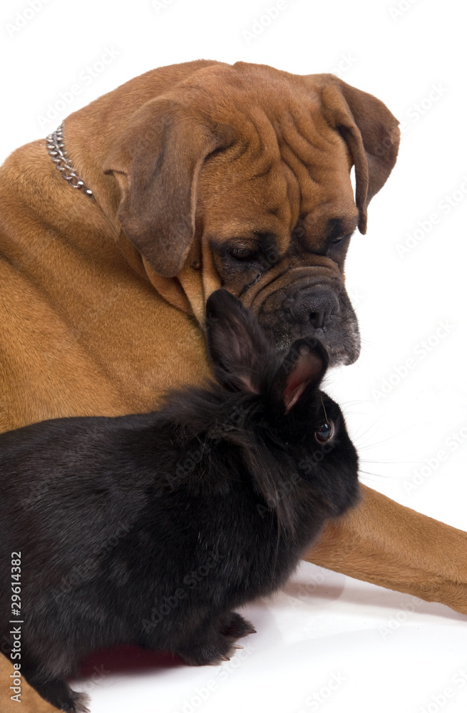 chien boxer et lapin