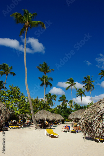 Fotografie, Obraz palmier sur la plage