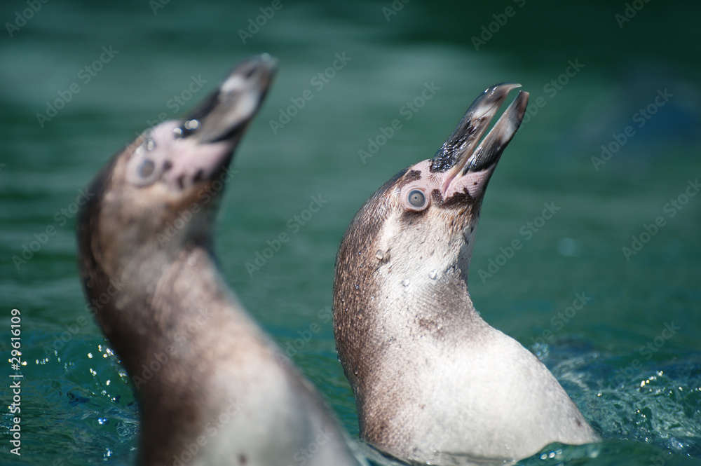 Obraz premium cute penguins