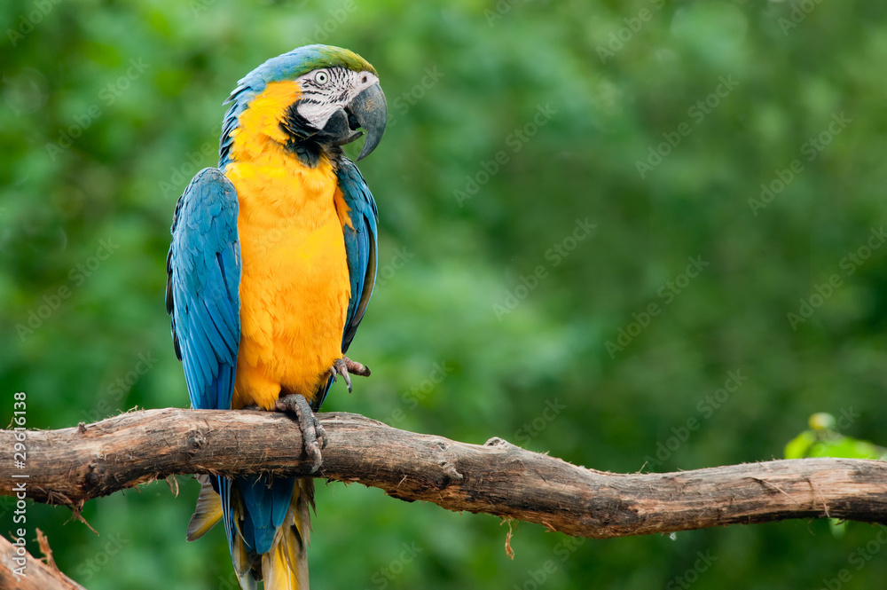 blue and yellow macaw (Ara ararauna)