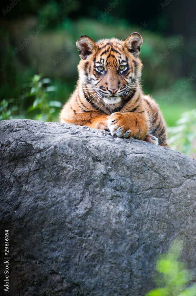 Naklejka premium Cute Sumatran tiger cub